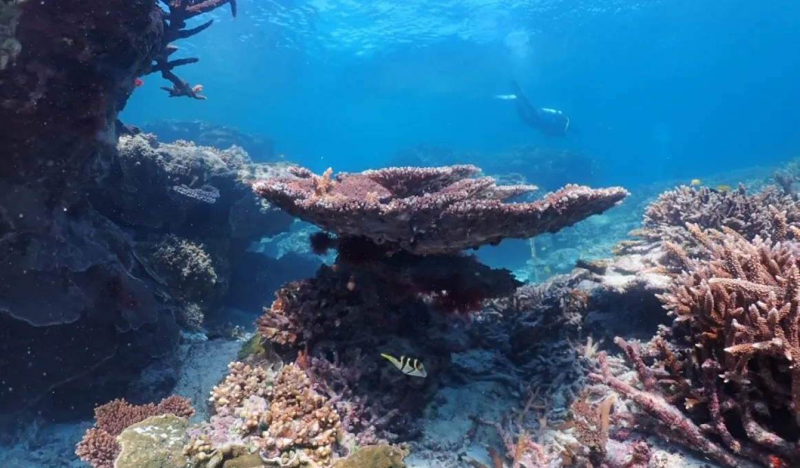 Table coral at Lady Elliot Island