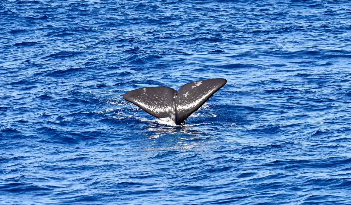 Indigenous science students learning journey by Ann-Maree Long