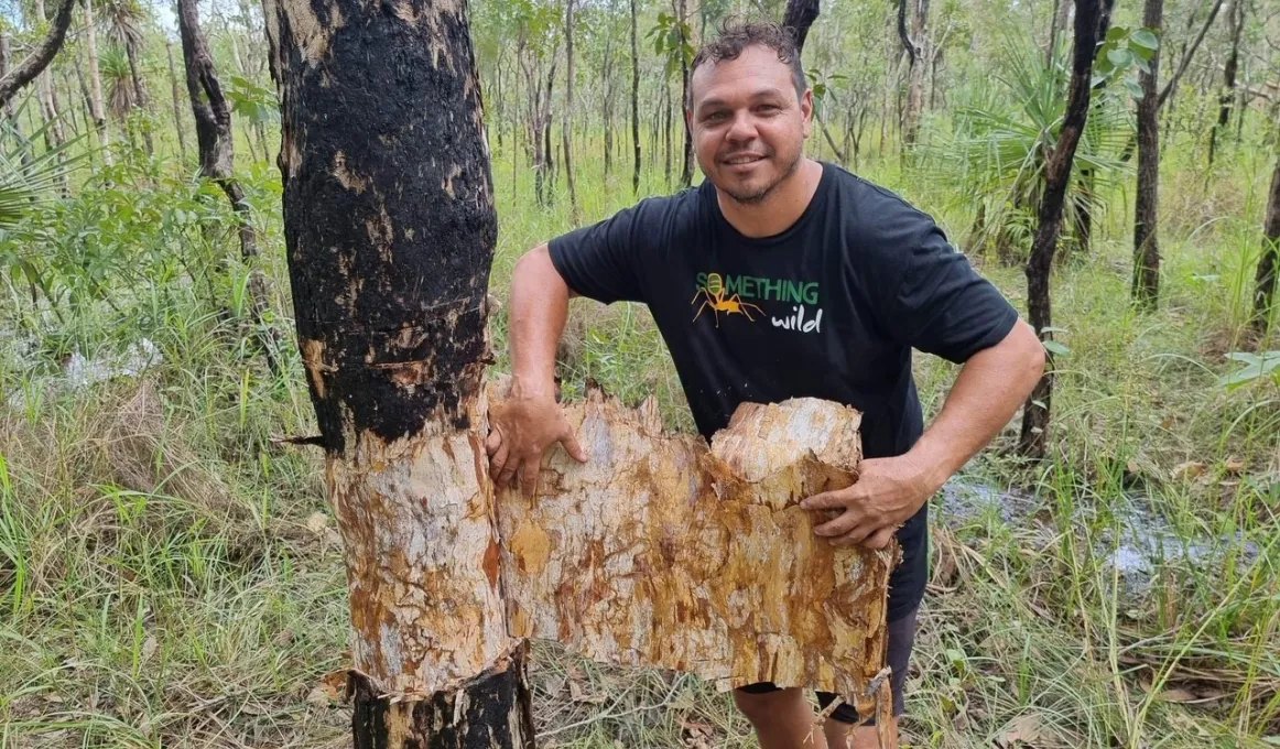 A man pulls bark from a tree