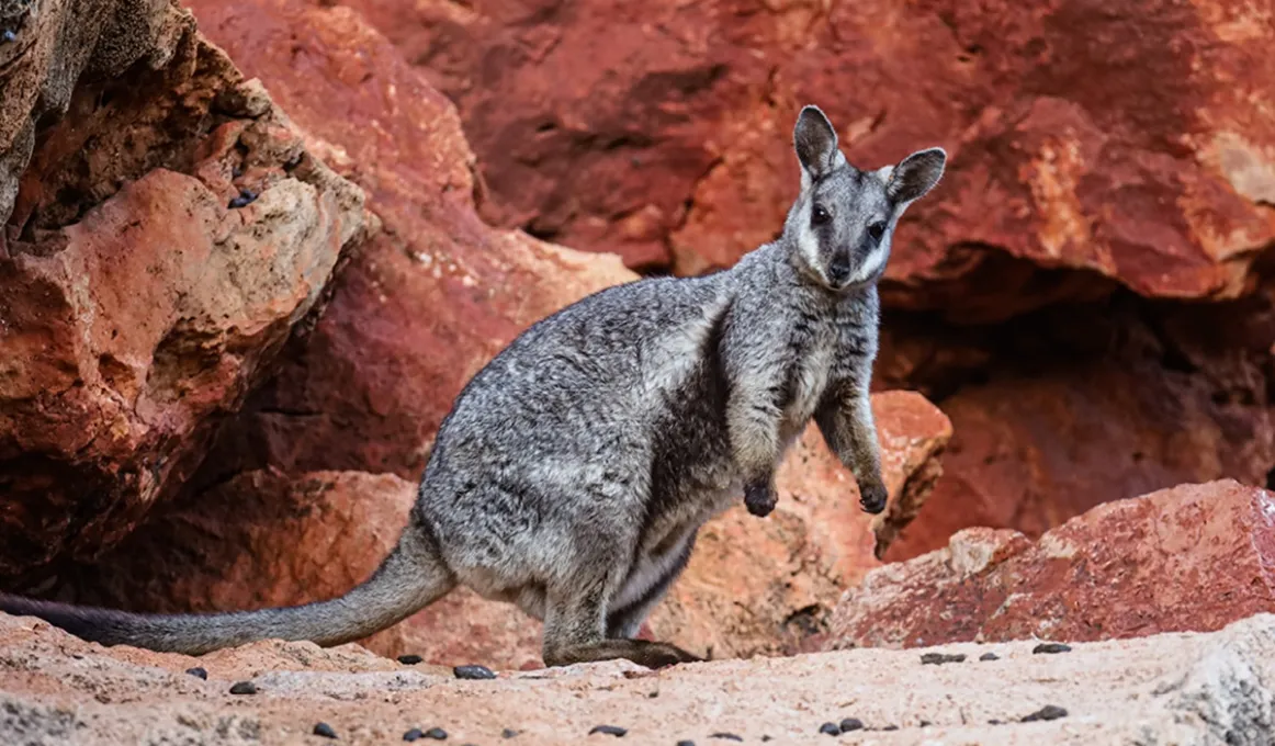 ​Caption: The black-footed rock wallaby is listed as Vulnerable under national environment law and is found in several Indigenous Protected Areas (IPAs) across Australia.​ 