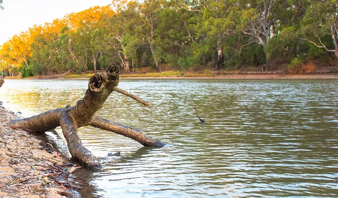 A log in a river with trees in the background.