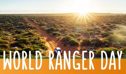 Vehicle on red dirt road travelling across plain with low shrubs on both sides of road. Setting sun in the background