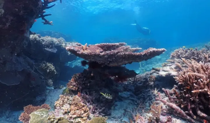 Table coral at Lady Elliot Island. Courtesy: Senior Sea Ranger Kelvin Rowe.