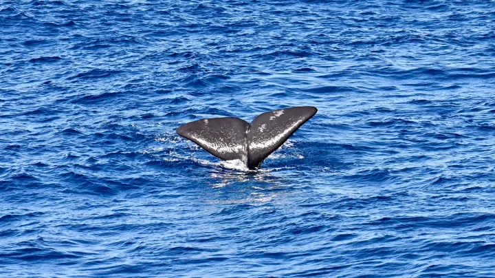 Indigenous science students learning journey by Ann-Maree Long