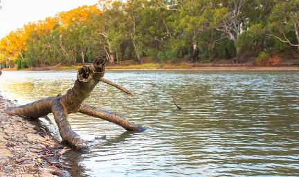 A log in a river with trees in the background.