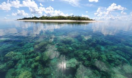 A photograph of an island with sand and trees taken from the water. In the foreground is a coral reef.